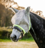 Amigo Fly Mask Silver/Lime