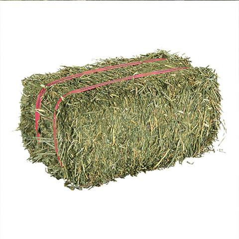 Lucerne Bale (Medium)