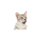 Royal Canin Cat Sensory Taste 85g