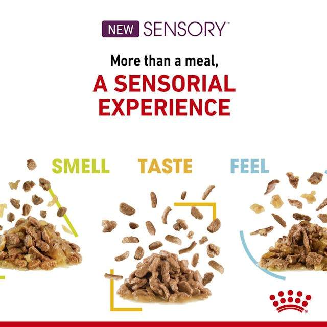 Royal Canin Cat Sensory Wet Smell 85g