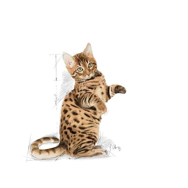 Royal Canin Kitten Sterilised Jelly 85g Each