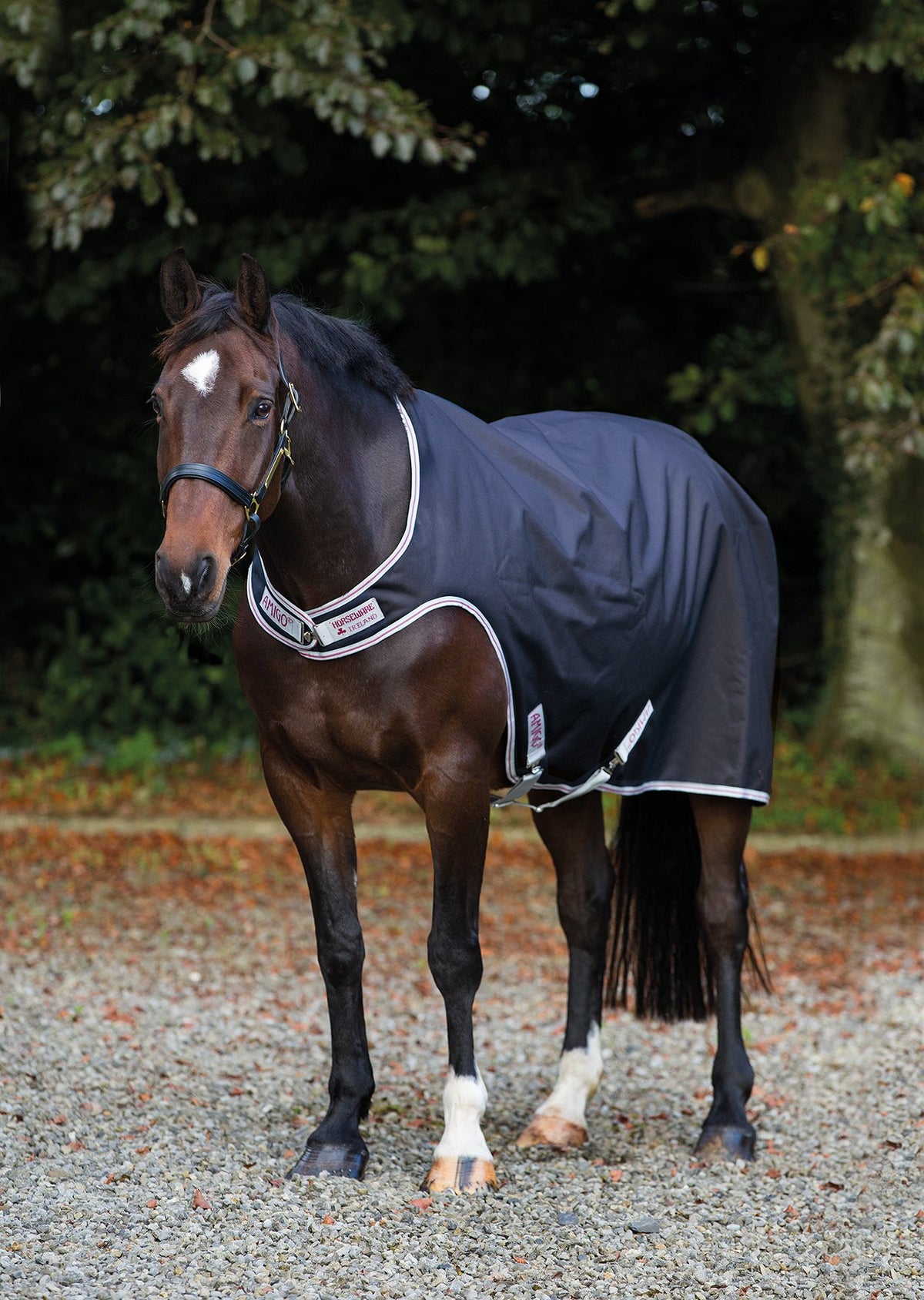 Amigo Walker Rug