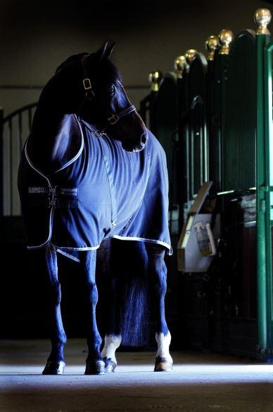 Amigo Stable Sheet Navy/Grey