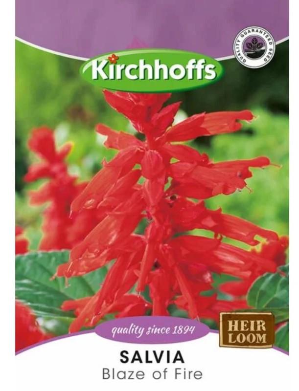 Flower Seed - Salvia Blaze Of Fire