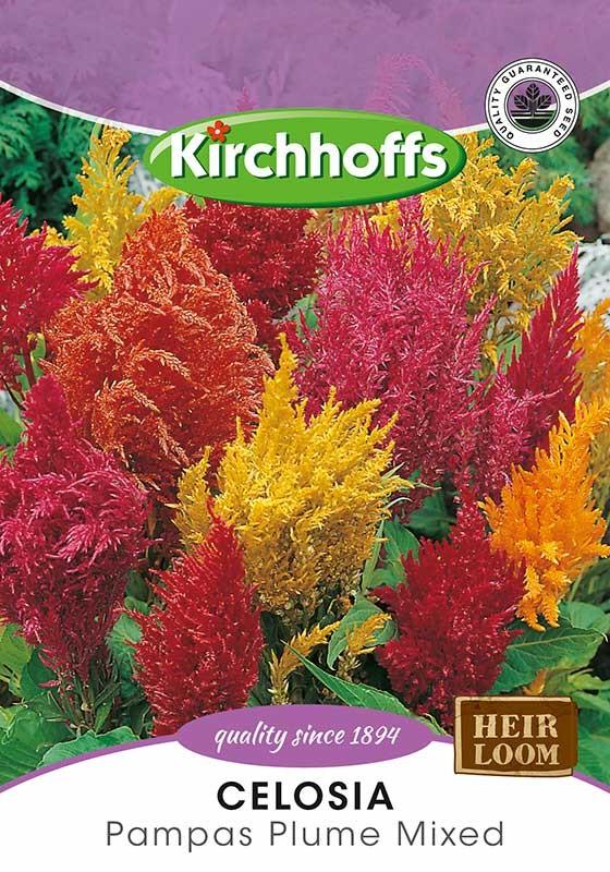 Flower Seed - Celosia