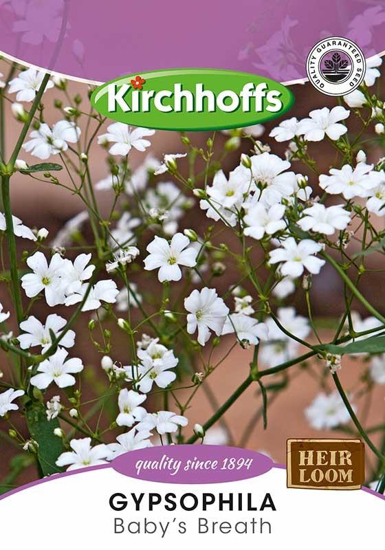 Flower Seed - Gypsophila - Babys Breath