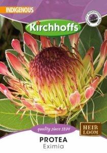 Flower Seed - Protea Eximia