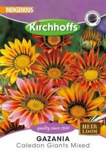 Flower Seed - Gazania