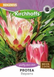 Flower Seed - Protea - Repens
