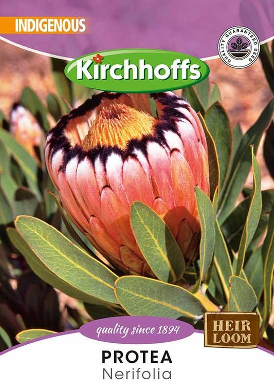 Flower Seed - Protea Nerifolia
