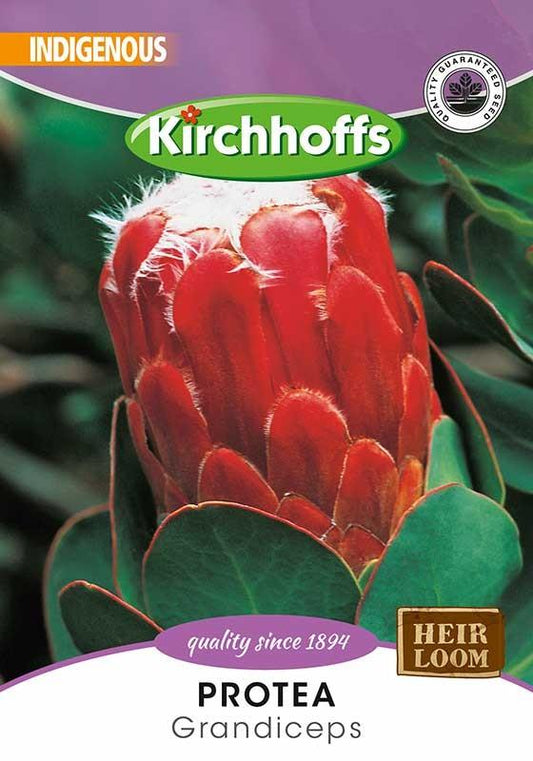 Flower Seed - Protea Grandiceps