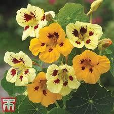 Flower Seed - Nasturtium Lady Bird