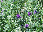 Grass Seed - Lucerne 1Kg