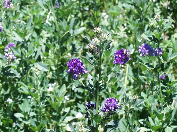 Grass Seed - Lucerne 1Kg