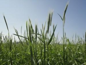 Grass Seed - Annual Rye 5Kg