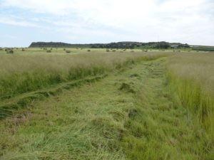 Grass Seed - Eragrostis 1Kg