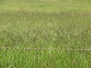 Grass Seed - Smutsvinger 1Kg