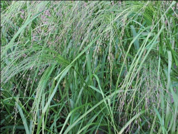 Grass Seed - Teff 1Kg