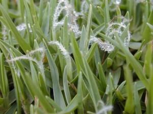 Grass Seed - Kikuyu 1Kg