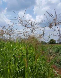 Grass Seed - Rhodesgrass 1kg