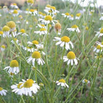 Herb Seed - Chamomile
