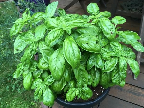 Herb Seed - Sweet Basil