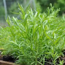 Herb Seed - Tarragon Russian