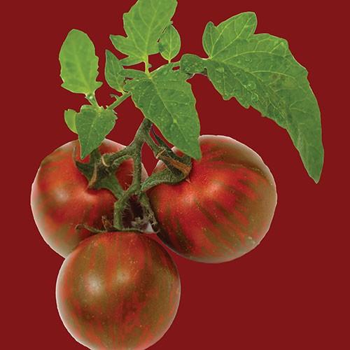 Raw - Tomato Black Krim