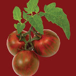 Raw - Tomato Black Krim