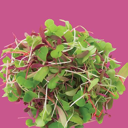 Raw - Micro Greens Rainbow