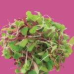 Raw - Micro Greens Rainbow