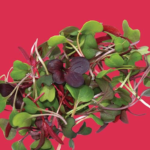 Raw - Micro Greens Old Mexico