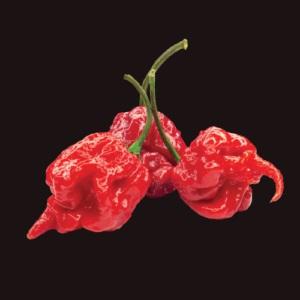 CAROLINA REAPER PEPPER CHILLI - VEGETABLE SEED