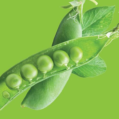 Raw - Peas Tom Thumb