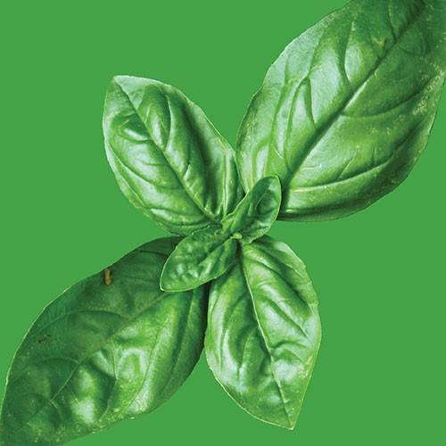 Raw - Basil Culinary Blend