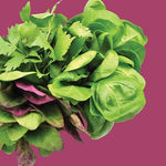 Raw - Lettuce Spicy Salad