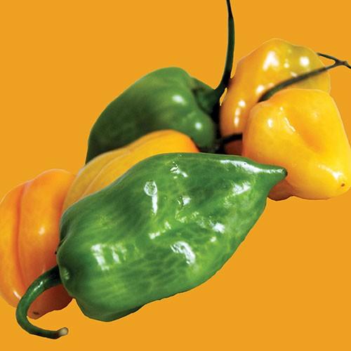 Raw - Pepper Chilli - Habanero