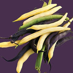 Raw - Bean - Mardi Gras