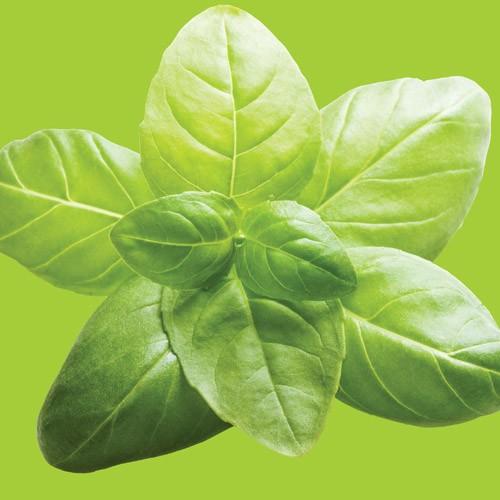 Raw- Basil Lime