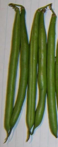 Veggie Seed - Bean Bush Malelane