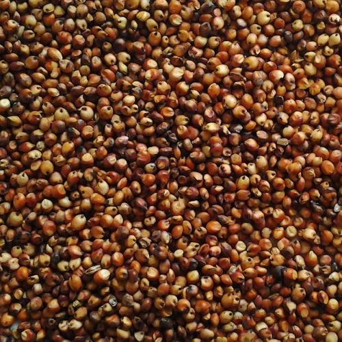Sorghum Whole 5Kg