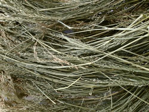 Teff Bale
