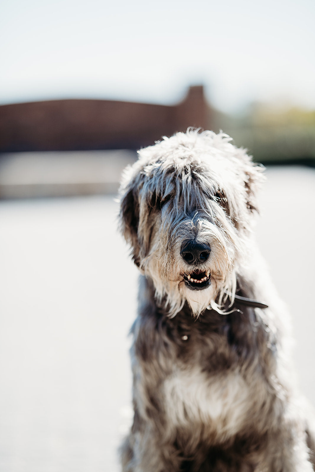 Dog